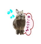 くうちゃん ＆ そらちゃん（個別スタンプ：31）