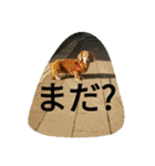 ミニチュアダックスのデュカちゃん（個別スタンプ：2）