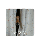 ミニチュアダックスのデュカちゃん（個別スタンプ：8）