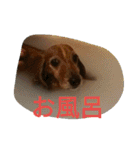 ミニチュアダックスのデュカちゃん（個別スタンプ：10）