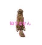ミニチュアダックスのデュカちゃん（個別スタンプ：16）