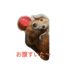 ミニチュアダックスのデュカちゃん（個別スタンプ：19）