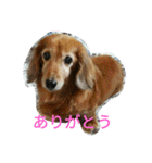 ミニチュアダックスのデュカちゃん（個別スタンプ：23）