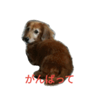 ミニチュアダックスのデュカちゃん（個別スタンプ：28）