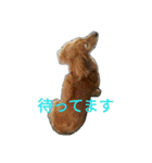 ミニチュアダックスのデュカちゃん（個別スタンプ：30）