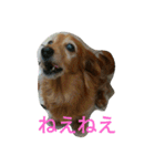 ミニチュアダックスのデュカちゃん（個別スタンプ：31）