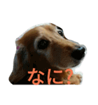 ミニチュアダックスのデュカちゃん（個別スタンプ：33）