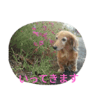 ミニチュアダックスのデュカちゃん（個別スタンプ：39）