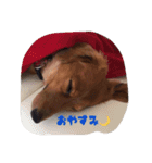 momochiyan（個別スタンプ：16）