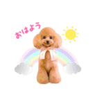 トイプードル ねねちゃん 1（個別スタンプ：2）