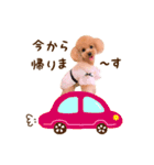 トイプードル ねねちゃん 1（個別スタンプ：4）
