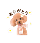 トイプードル ねねちゃん 1（個別スタンプ：5）