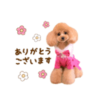 トイプードル ねねちゃん 1（個別スタンプ：6）