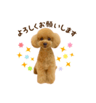 トイプードル ねねちゃん 1（個別スタンプ：7）