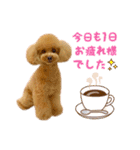トイプードル ねねちゃん 1（個別スタンプ：8）