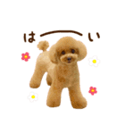 トイプードル ねねちゃん 1（個別スタンプ：9）