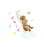 トイプードル ねねちゃん 1（個別スタンプ：10）