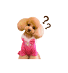 トイプードル ねねちゃん 1（個別スタンプ：12）