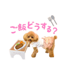 トイプードル ねねちゃん 1（個別スタンプ：13）