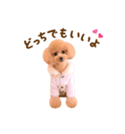 トイプードル ねねちゃん 1（個別スタンプ：15）