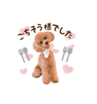 トイプードル ねねちゃん 1（個別スタンプ：16）