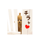 トイプードル ねねちゃん 1（個別スタンプ：17）