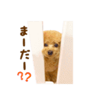 トイプードル ねねちゃん 1（個別スタンプ：19）