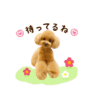 トイプードル ねねちゃん 1（個別スタンプ：20）
