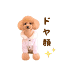 トイプードル ねねちゃん 1（個別スタンプ：22）