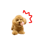 トイプードル ねねちゃん 1（個別スタンプ：23）