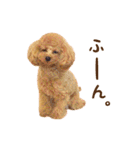 トイプードル ねねちゃん 1（個別スタンプ：26）