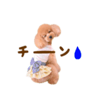 トイプードル ねねちゃん 1（個別スタンプ：27）