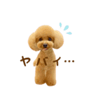 トイプードル ねねちゃん 1（個別スタンプ：28）