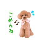 トイプードル ねねちゃん 1（個別スタンプ：31）