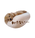 トイプードル ねねちゃん 1（個別スタンプ：33）