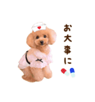 トイプードル ねねちゃん 1（個別スタンプ：35）