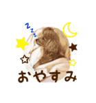 トイプードル ねねちゃん 1（個別スタンプ：39）