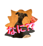 毛のみじかい子たち（個別スタンプ：5）