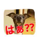毛のみじかい子たち（個別スタンプ：10）