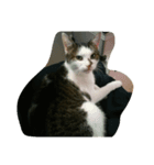 CAT Kiwi chill（個別スタンプ：1）