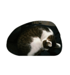 CAT Kiwi chill（個別スタンプ：2）
