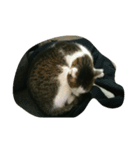 CAT Kiwi chill（個別スタンプ：3）