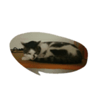 CAT Kiwi chill（個別スタンプ：4）