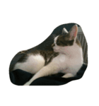 CAT Kiwi chill（個別スタンプ：6）