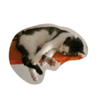CAT Kiwi chill（個別スタンプ：8）