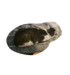 CAT Kiwi chill（個別スタンプ：9）