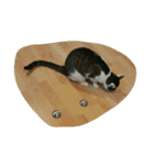 CAT Kiwi chill（個別スタンプ：10）