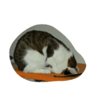 CAT Kiwi chill（個別スタンプ：11）