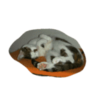 CAT Kiwi chill（個別スタンプ：13）