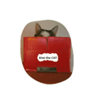 CAT Kiwi chill（個別スタンプ：14）